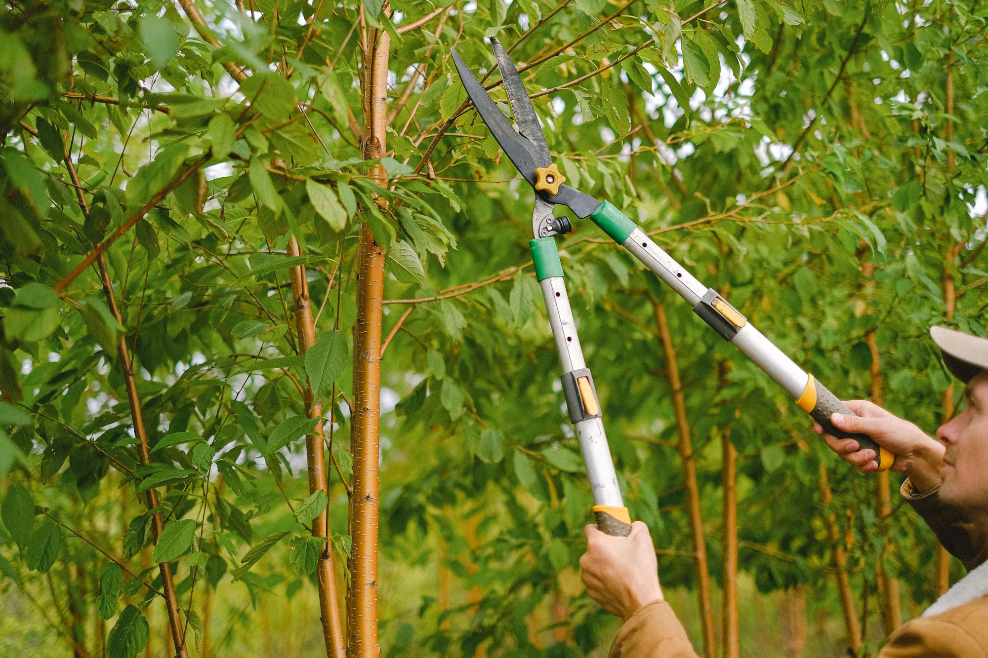 Træbeskæring i Ringsted: grene klippes med beskæresaks
